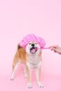 Person Using A Toothbrush On Dog With Shower Cap