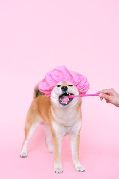 可爱的柴犬戴着粉色浴帽刷牙，既幽默又体现了宠物护理的理念