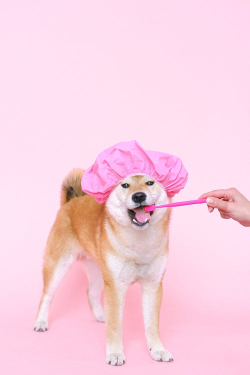 Foto profissional grátis de acasalar, adorável, akita inu