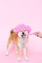 Brown Short Coated Dog Wearing Pink Hair Cap