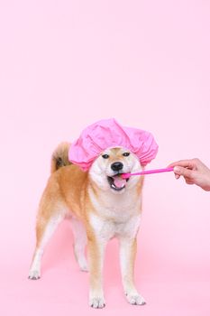 一只可爱的柴犬戴着粉色帽子，在粉色背景前刷牙