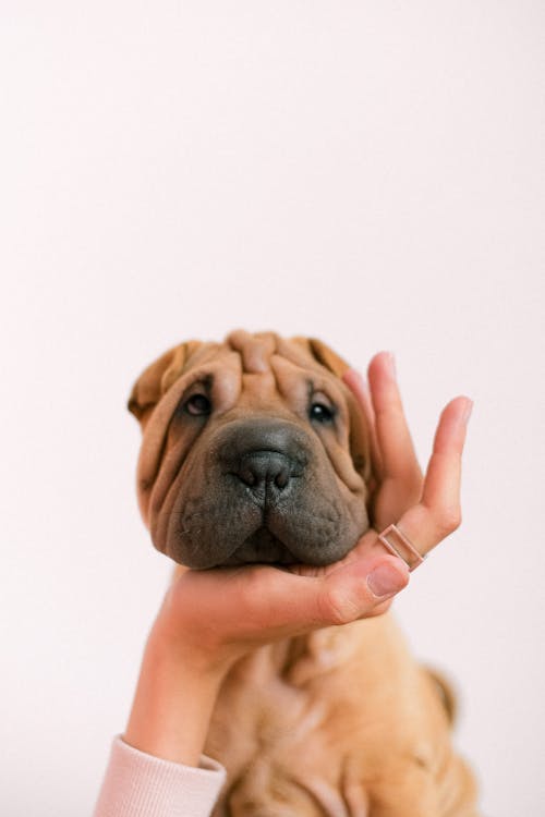 Free Person Showing Love To A Brown Short Coated Dog  Stock Photo
