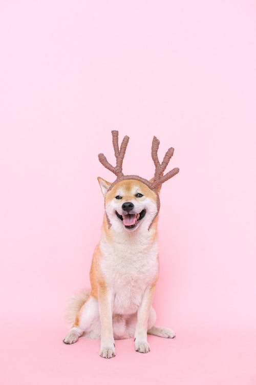Free Brown and White Dog With Reindeer Headband Stock Photo