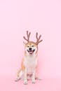 在工作室里，一只可爱的柴犬戴着驯鹿角，背景是粉红色