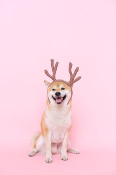 在工作室里，一只可爱的柴犬戴着驯鹿角，背景是粉红色
