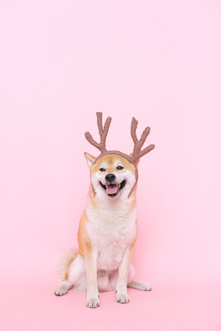 Brown And White Dog With Reindeer Headband