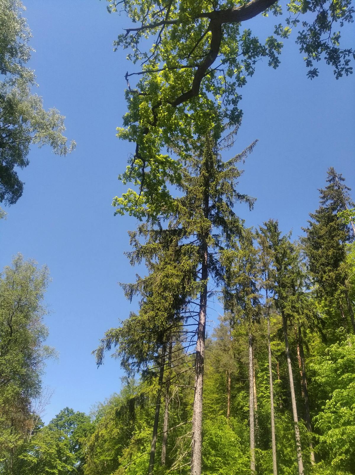 Owner comforting dog for emotional support