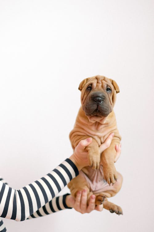 Person in Black and White Striped Long Sleeve Shirt Holding A Brown Short Coated Dog