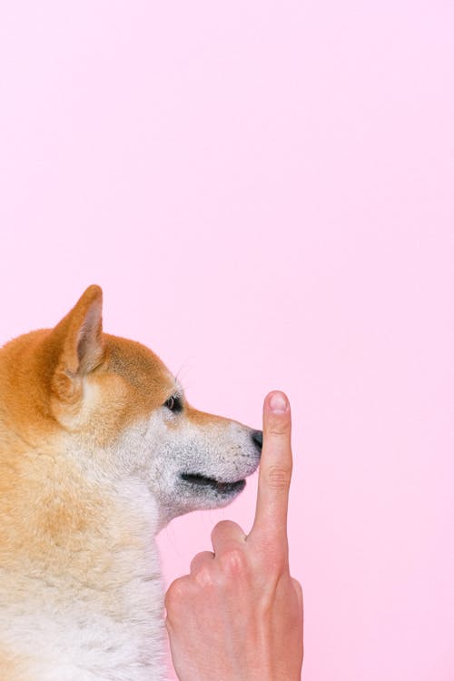 Free Portrait of Shiba Inu Dog Stock Photo