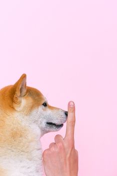 一只柴犬的侧面轮廓，背景是粉红色，一个人的手指正放在它的鼻子上