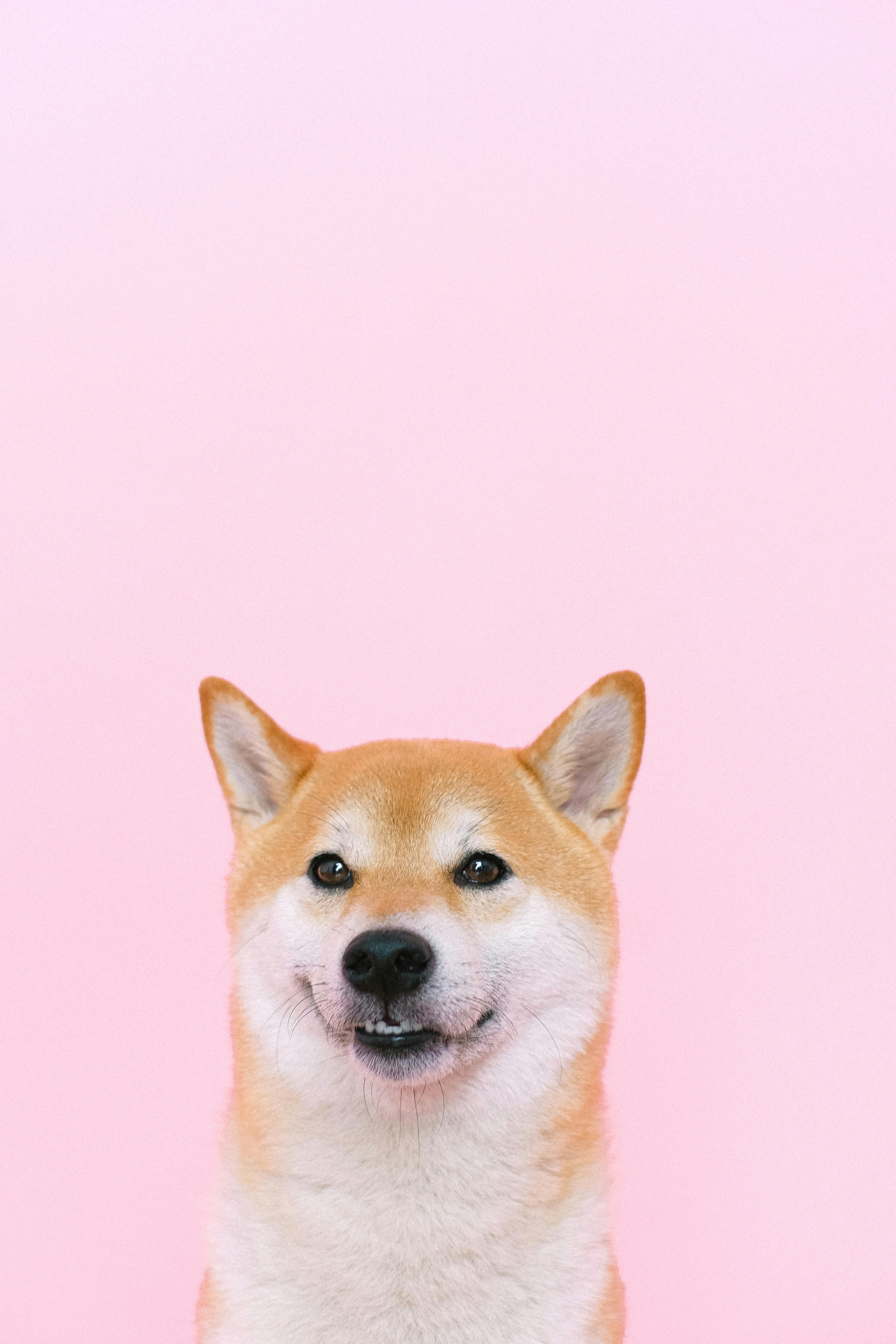 Shiba Inu Doge Home Screen Dog iphone Dog HD phone wallpaper  Pxfuel
