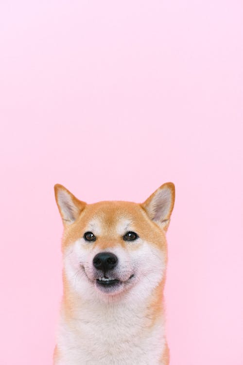 Portrait of Shiba Inu Dog