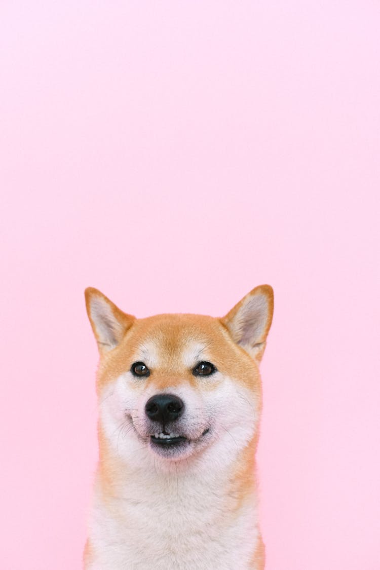 Portrait Of Shiba Inu Dog