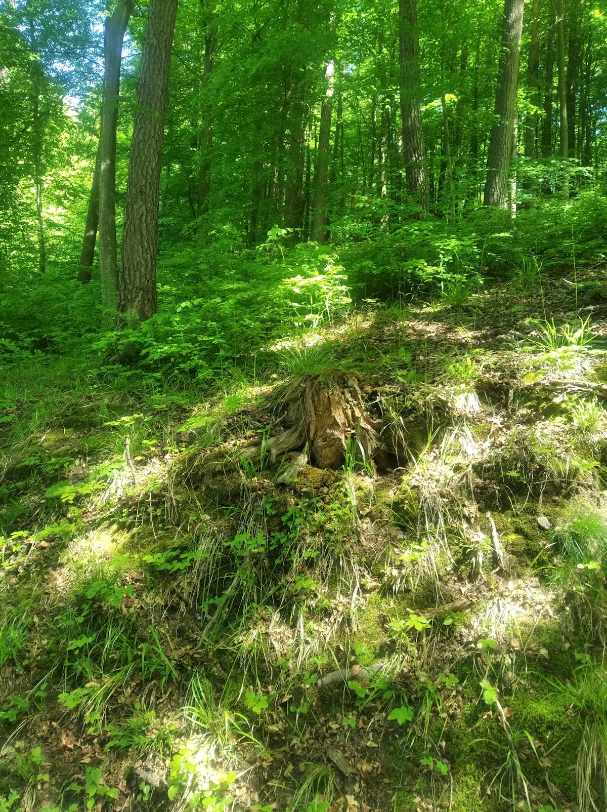 Owner grooming dog coat to prevent skin problems
