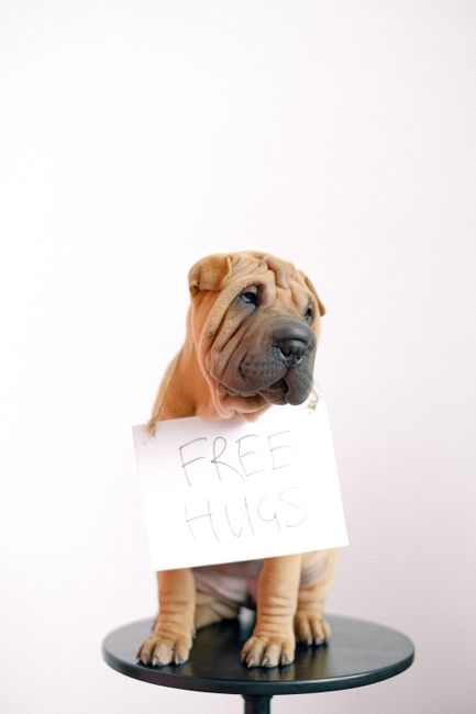 Cute Shar-Pei puppy sitting with a 'free hugs' sign, ready to spread love and joy.