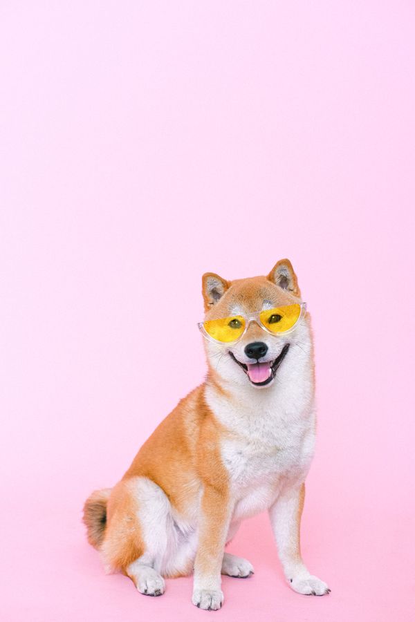 A cute Shiba Inu wearing yellow sunglasses — the face of DOGGOS