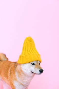 一只可爱的柴犬戴着一顶黄色针织帽，背景是亮粉色，非常适合宠物爱好者