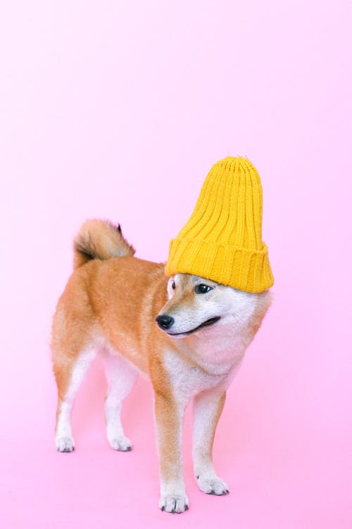 Free Shiba Inu Wearing Beanie Hat Stock Photo