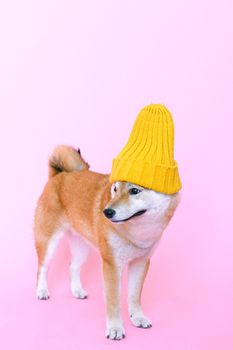 一只可爱的柴犬戴着黄色无檐帽，在粉红色背景的工作室里