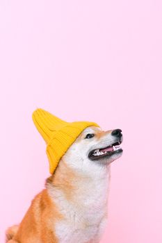 这只可爱的柴犬戴着黄色无檐帽，粉色背景非常适合宠物爱好者