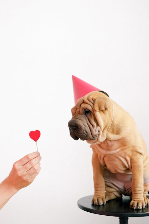 Free Cute Puppy Wearing a Party Hat Stock Photo