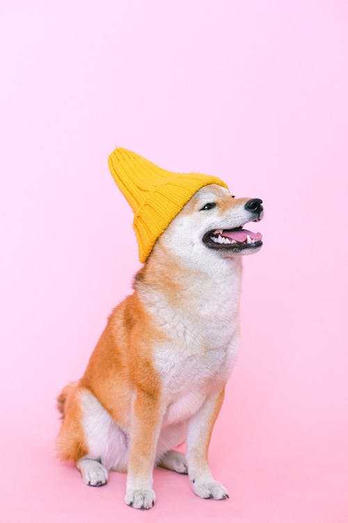 Free Shiba Inu Wearing Beanie Hat Stock Photo