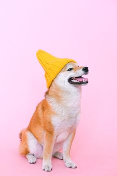 一只可爱的柴犬戴着黄色无檐帽，在工作室的粉色背景前坐着