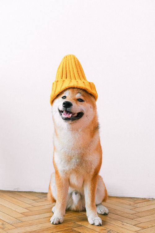 Free Cute Shiba Inu dog wearing a yellow knitted hat sitting indoors. Perfect for pet lovers. Stock Photo