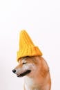 Shiba Ibu Wearing Yellow Knitted Beanie