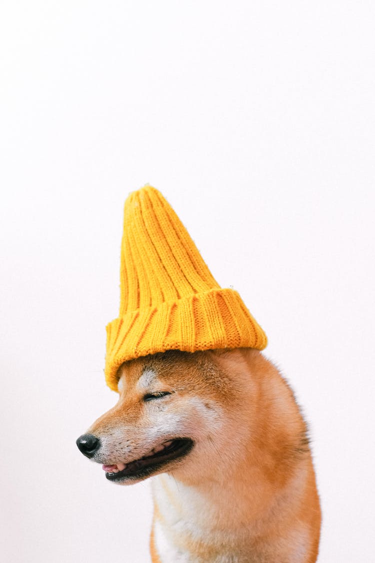 Shiba Ibu Wearing Yellow Knitted Beanie