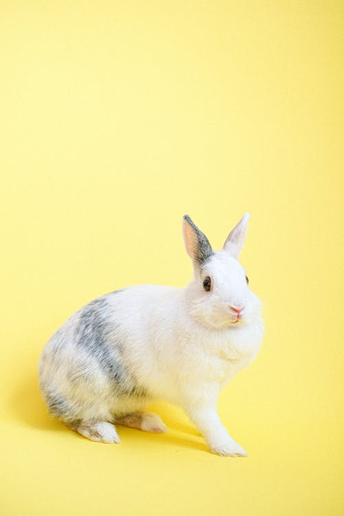 Free White and Gray Rabbit on Yellow Background Stock Photo