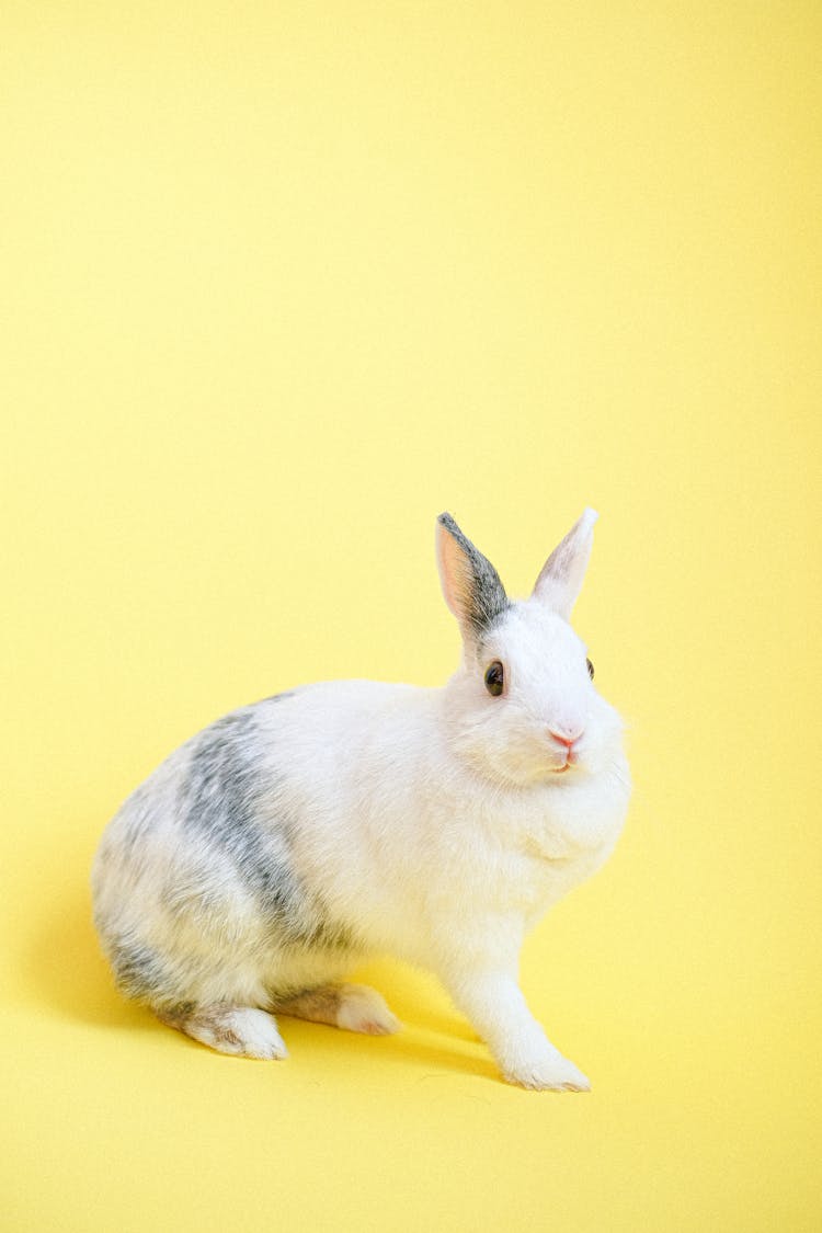 White And Gray Rabbit On Yellow Background