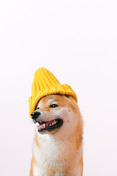 一只可爱的柴犬戴着黄色无檐帽，白色背景营造出俏皮而温暖的氛围