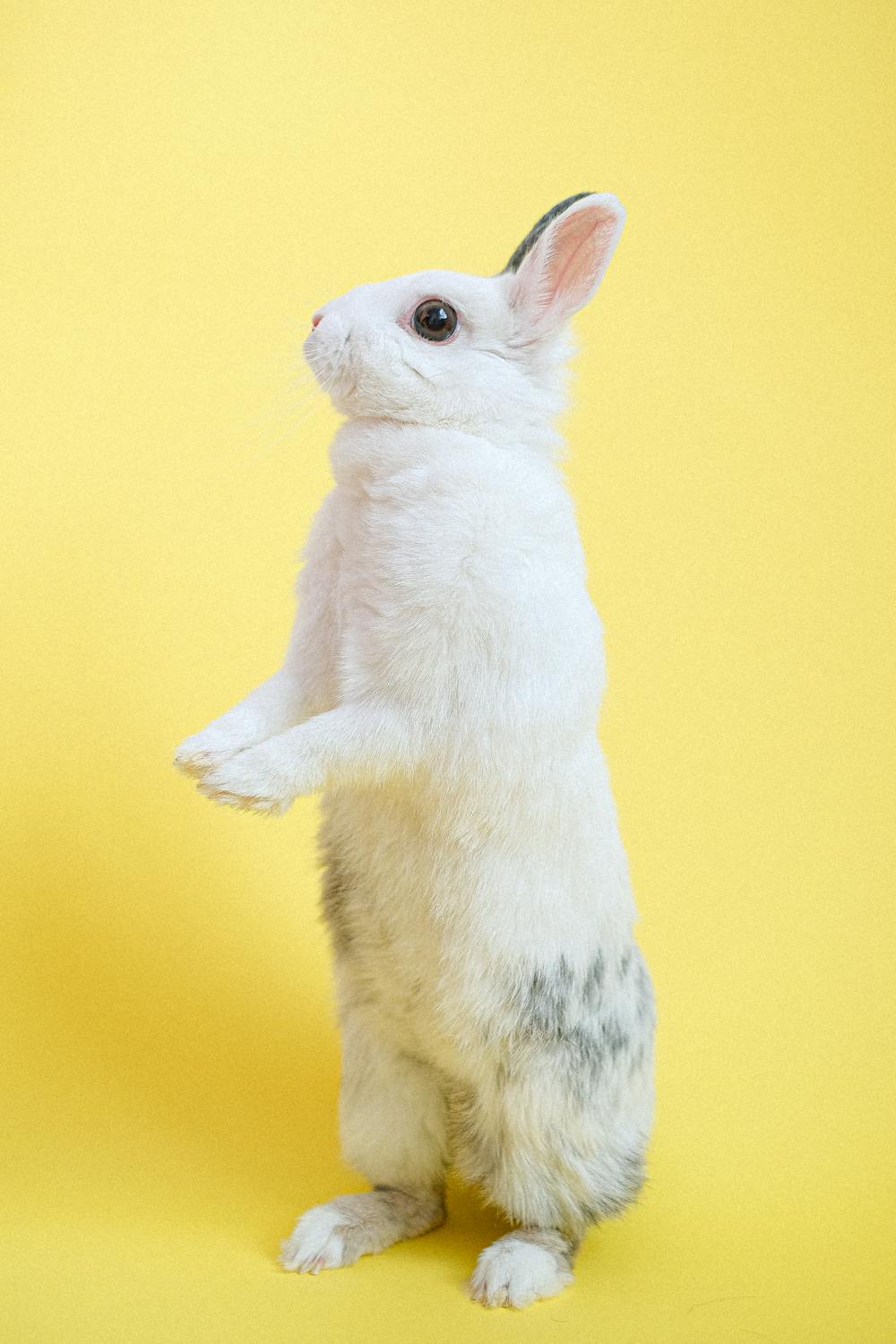 Rabbit Standing on Two Legs · Free Stock Photo