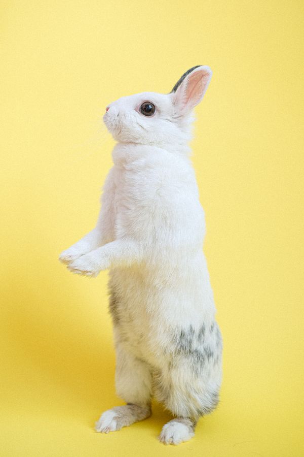 Rabbit care