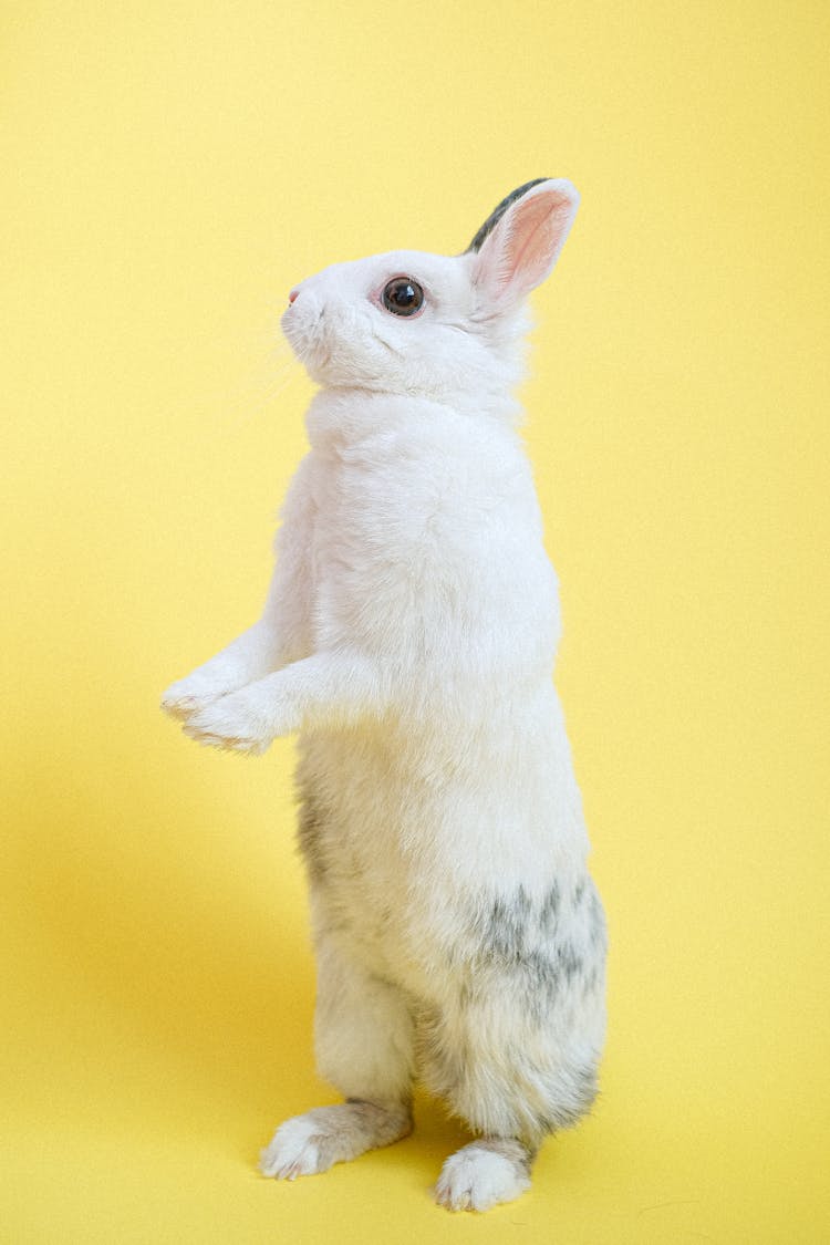 Rabbit Standing On Two Legs