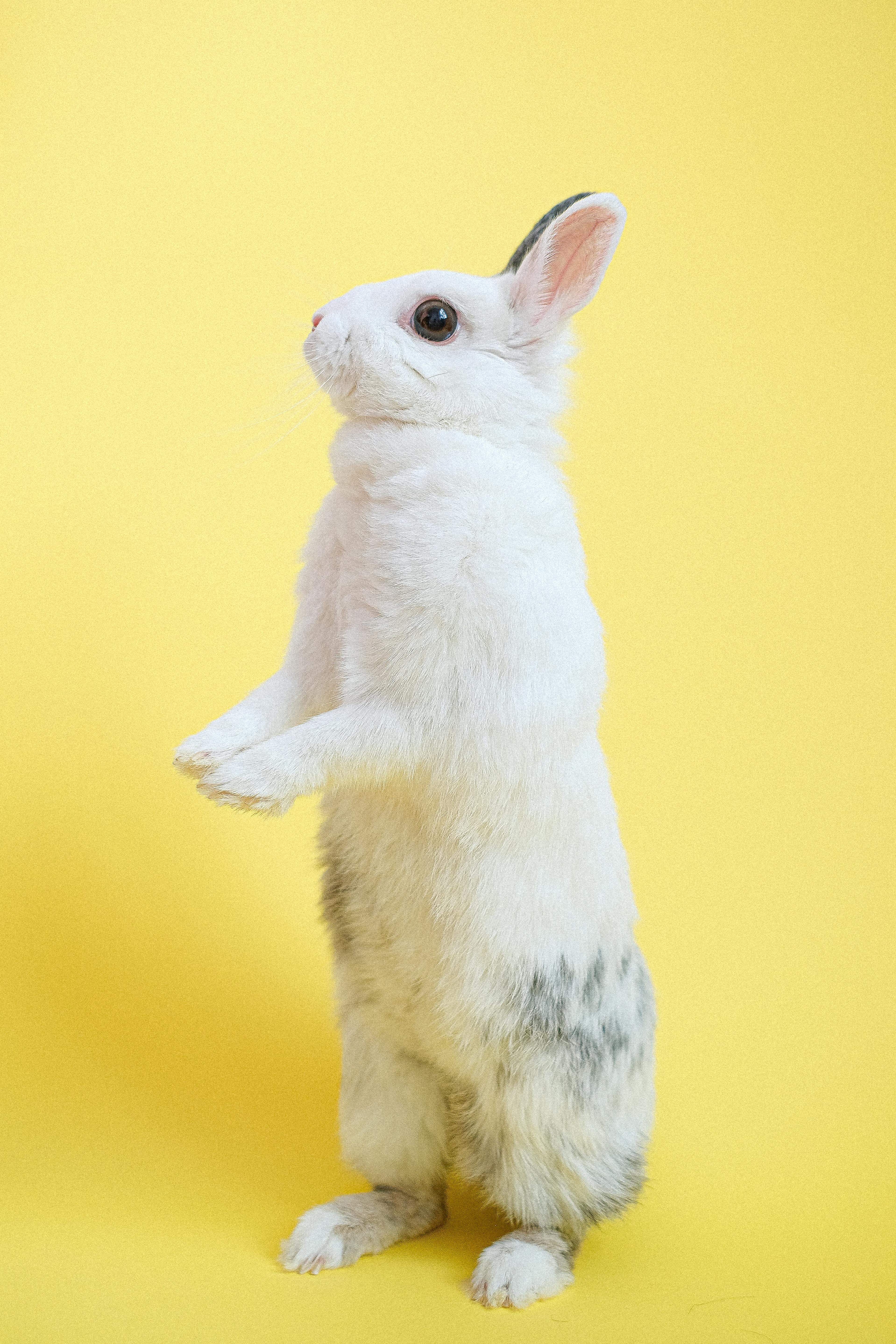 28,800+ Year Of The Rabbit Stock Photos, Pictures & Royalty-Free