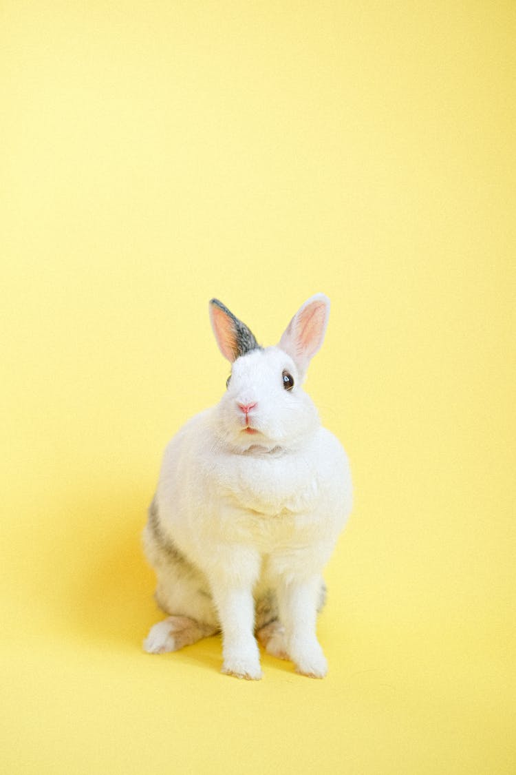 White Rabbit On Yellow Surface