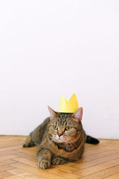 一只可爱的虎斑猫戴着黄色纸王冠，躺在室内的木地板上