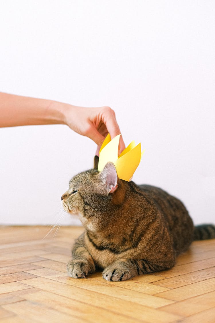 Person Putting Crown On Cat