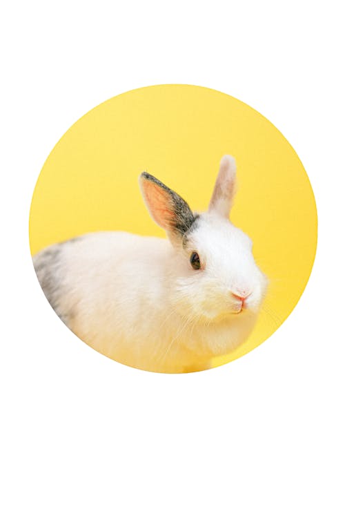 Základová fotografie zdarma na téma fotografování zvířat, králíček, králík