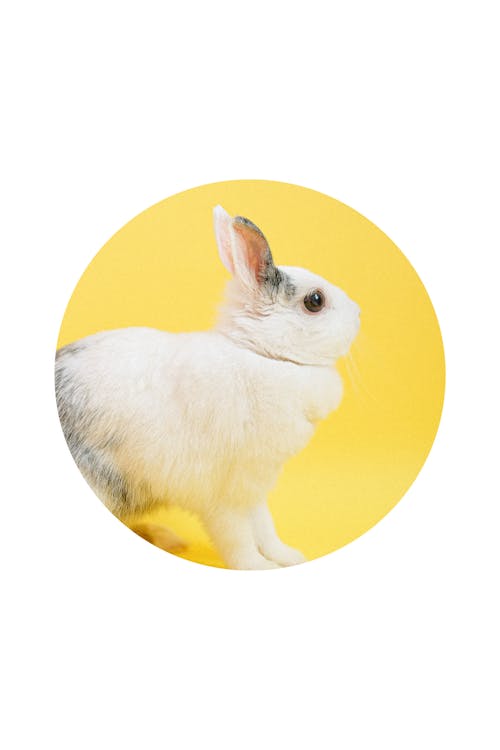 Free Gratis arkivbilde med dyr, dyrefotografering, kanin Stock Photo