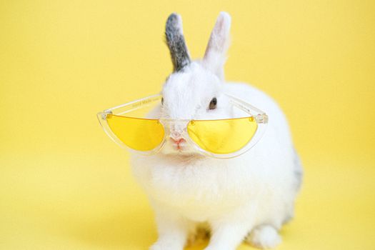 rabbit photo