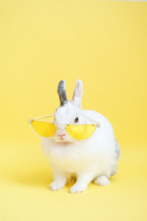 Free White Rabbit Wearing Yellow Eyeglasses Stock Photo