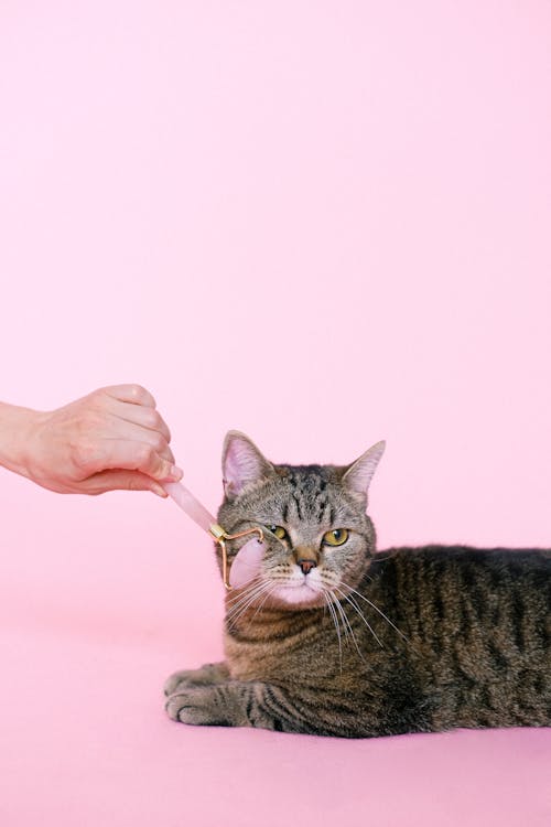 Grey Tabby Cat Getting Massage