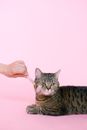 Grey Tabby Cat Getting Massage
