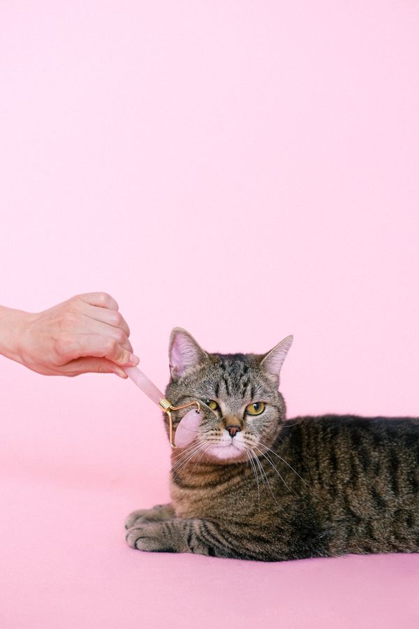 Cat taking a treat from a hand