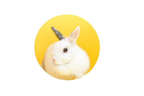 Free White Rabbit on Yellow Round Pad Stock Photo