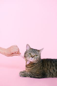 在柔软的粉红色背景下，可爱的虎斑猫享受着温柔的按摩，增添了一份宠爱与放松