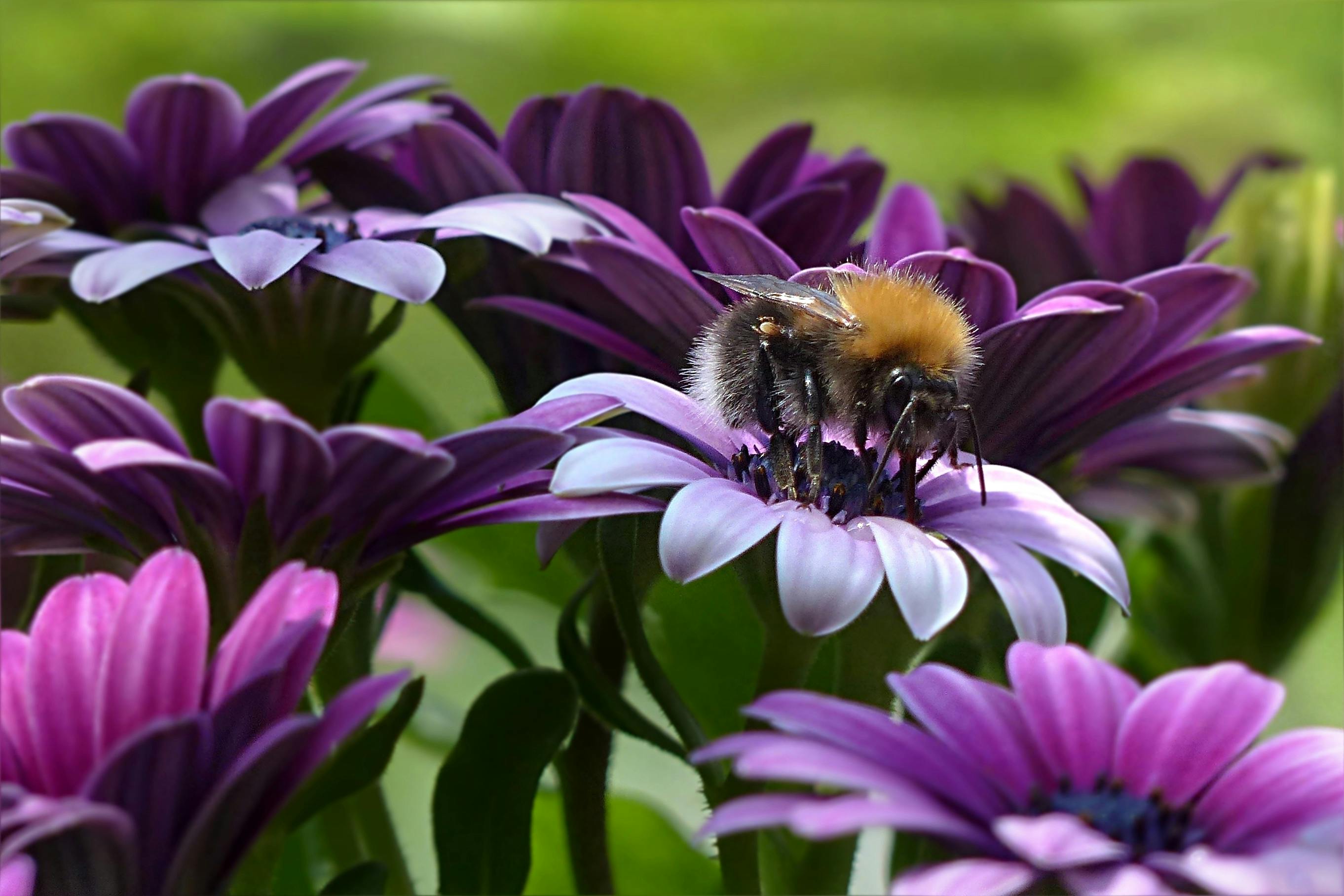 Selective Focus Photography of Purple Petaled Flowers